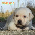 Chiot Labrador Lof