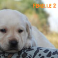 Chiot Labrador Lof