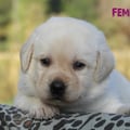 Chiot Labrador Lof