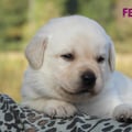 Chiot Labrador Lof