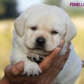 Chiot Labrador Lof