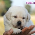 Chiot Labrador Lof