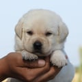 Chiot Labrador Lof