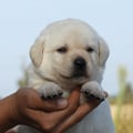 Chiot Labrador Lof