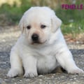 Chiot Labrador Lof