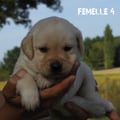 Chiot Labrador Lof