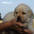 Chiot Labrador Lof