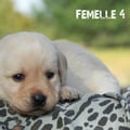 Chiot Labrador Lof