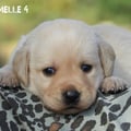 Chiot Labrador Lof