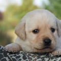 Chiot Labrador Lof