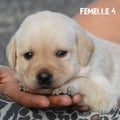Chiot Labrador Lof