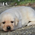 Chiot Labrador Lof