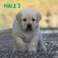 Chiot Labrador Lof