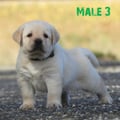 Chiot Labrador Lof