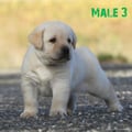 Chiot Labrador Lof