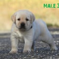 Chiot Labrador Lof