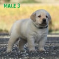 Chiot Labrador Lof