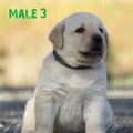 Chiot Labrador Lof