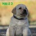 Chiot Labrador Lof