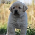 Chiot Labrador Lof