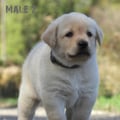 Chiot Labrador Lof