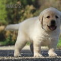Chiot Labrador Lof