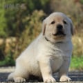 Chiot Labrador Lof