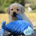 Chiot Labrador Lof