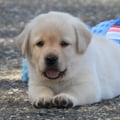 Chiot Labrador Lof