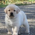 Chiot Labrador Lof