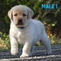 Chiot Labrador Lof