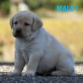 Chiot Labrador Lof