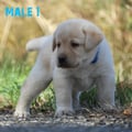 Chiot Labrador Lof