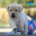 Chiot Labrador Lof