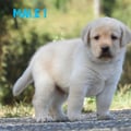 Chiot Labrador Lof