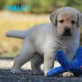 Chiot Labrador Lof