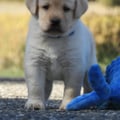 Chiot Labrador Lof