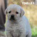 Chiot Labrador Lof