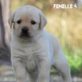 Chiot Labrador Lof