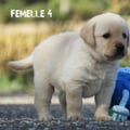 Chiot Labrador Lof