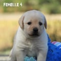 Chiot Labrador Lof