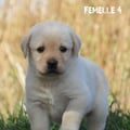 Chiot Labrador Lof