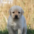 Chiot Labrador Lof