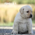 Chiot Labrador Lof