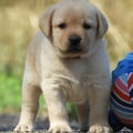 Chiot Labrador Lof