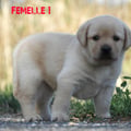 Chiot Labrador Lof