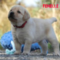 Chiot Labrador Lof
