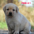 Chiot Labrador Lof