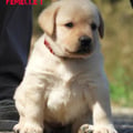 Chiot Labrador Lof