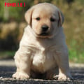 Chiot Labrador Lof